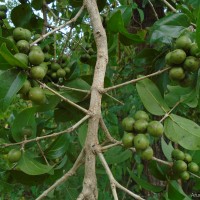 Strychnos potatorum L.f.